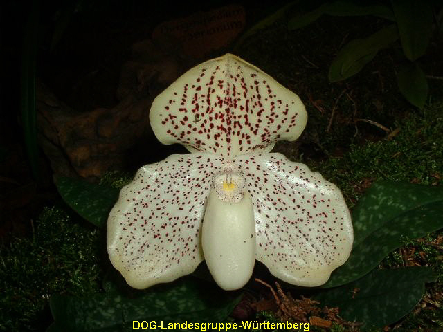 Paphiopedilum delenatii x emersonii