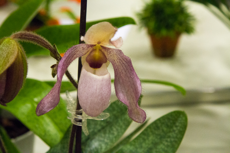 Paphiopedilum delenatii x glaucophyllum