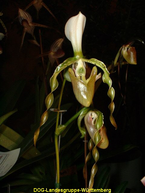 Paphiopedilum dianthum