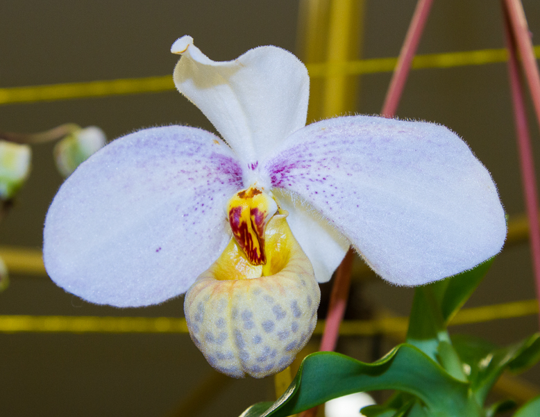 Paphiopedilum emersonii