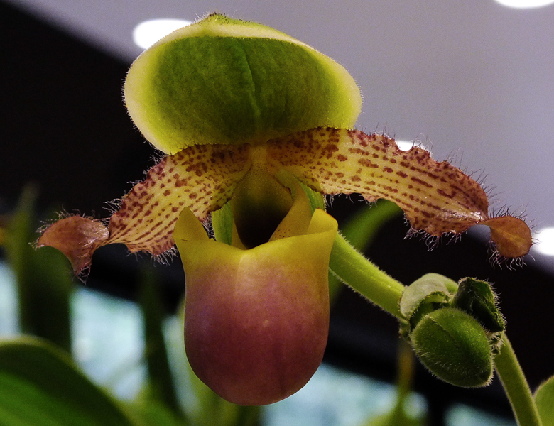 Paphiopedilum glaucophyllum