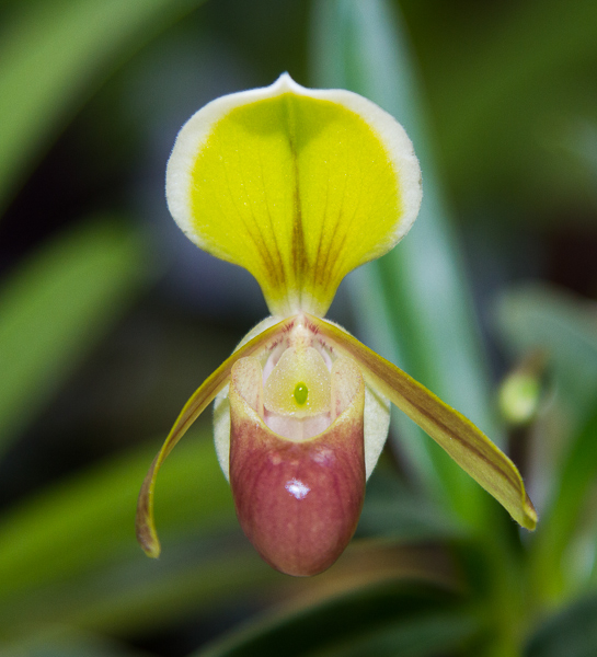 Paphiopedilum helenae