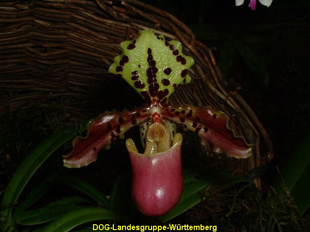 Paphiopedilum henryanum