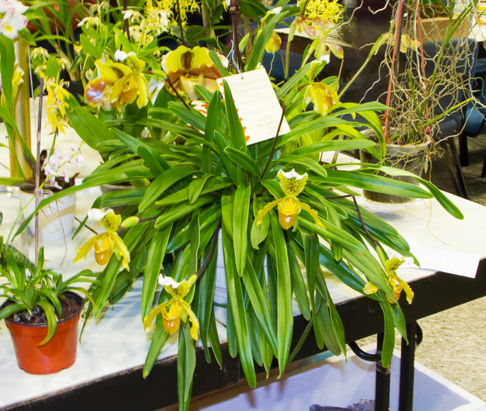 Paphiopedilum insigne