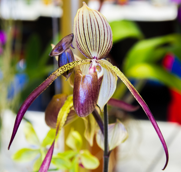 Paphiopedilum lowii x rothschildianum