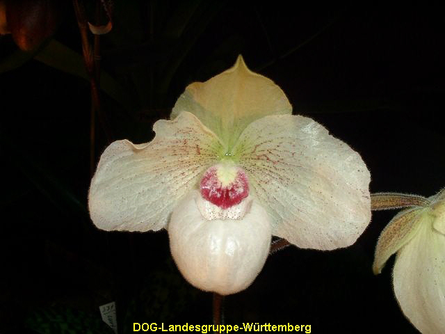 Paphiopedilum niveum x malipoense