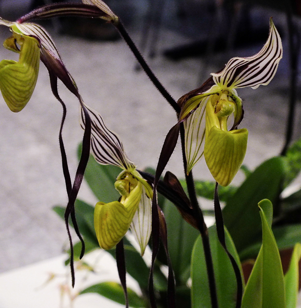 Paphiopedilum philippinensis