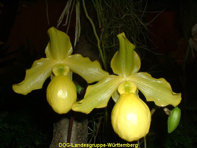 Paphiopedilum primulinum x armeniacum