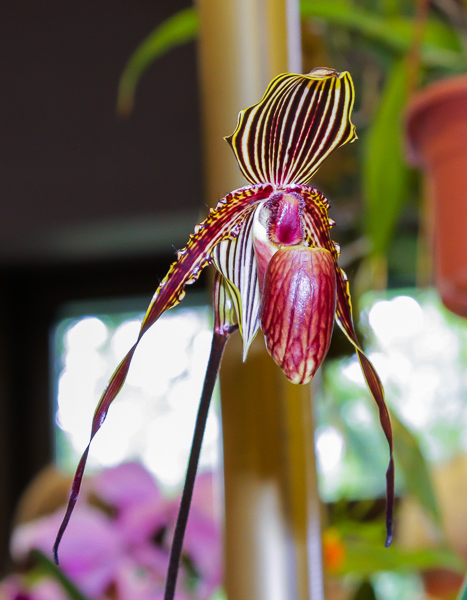 Paphiopedilum rothschildianum x mackayanum