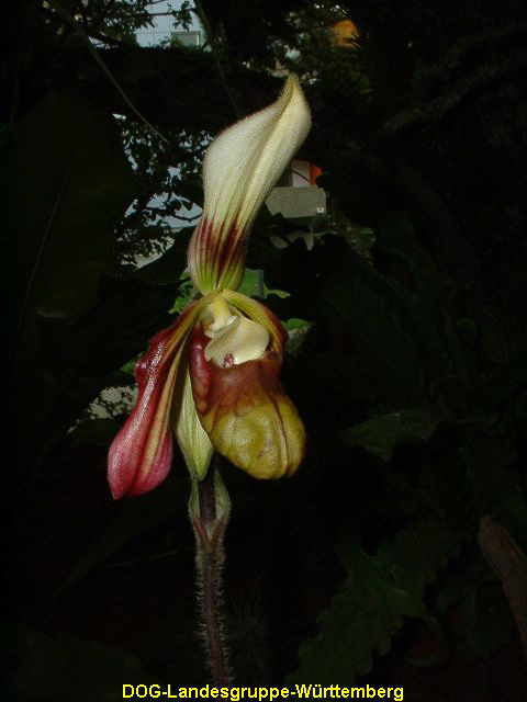 Paphiopedilum sangii
