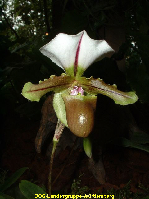Paphiopedilum spicerianum