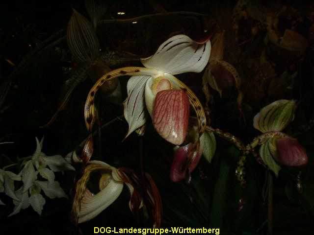 Paphiopedilum stonei