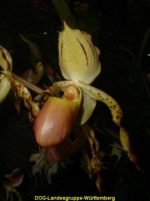Paphiopedilum stonei x moquettianum