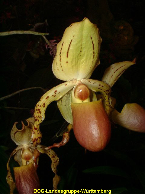 Paphiopedilum stoneii x chamberlianum