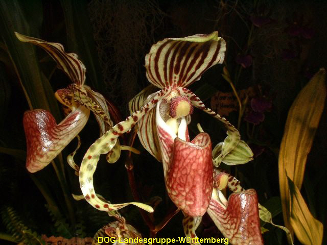 Paphiopedilum supardii