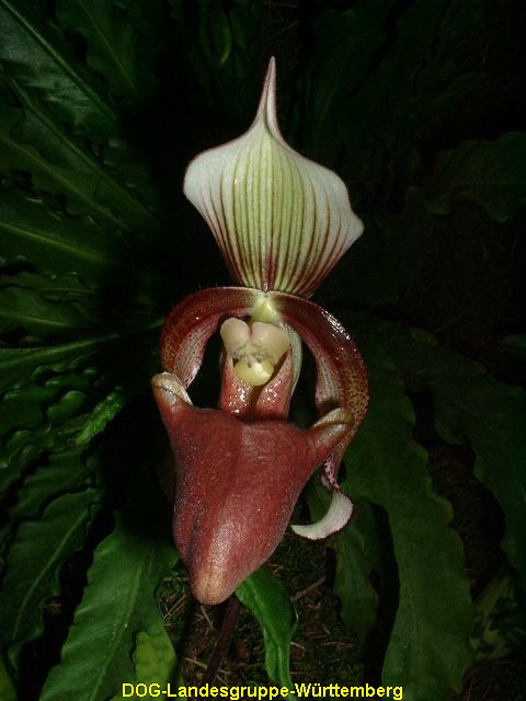 Paphiopedilum superbiens