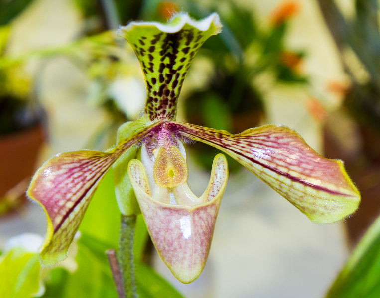 Paphiopedilum villosum var boxallii