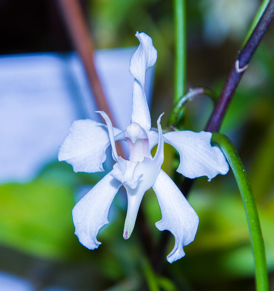 Papilionanthe vandarum