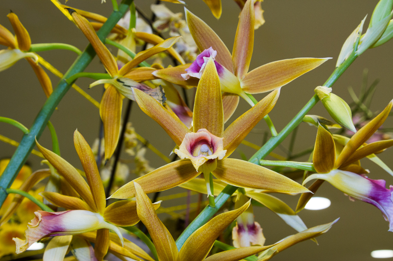 Phaius tankervilleae