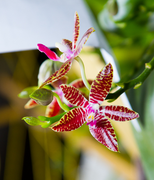 Phalaenopsis Hybride 03