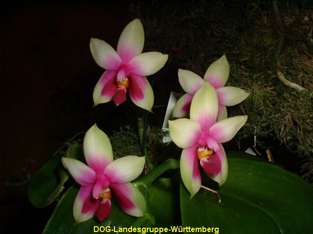 Phalaenopsis bellina