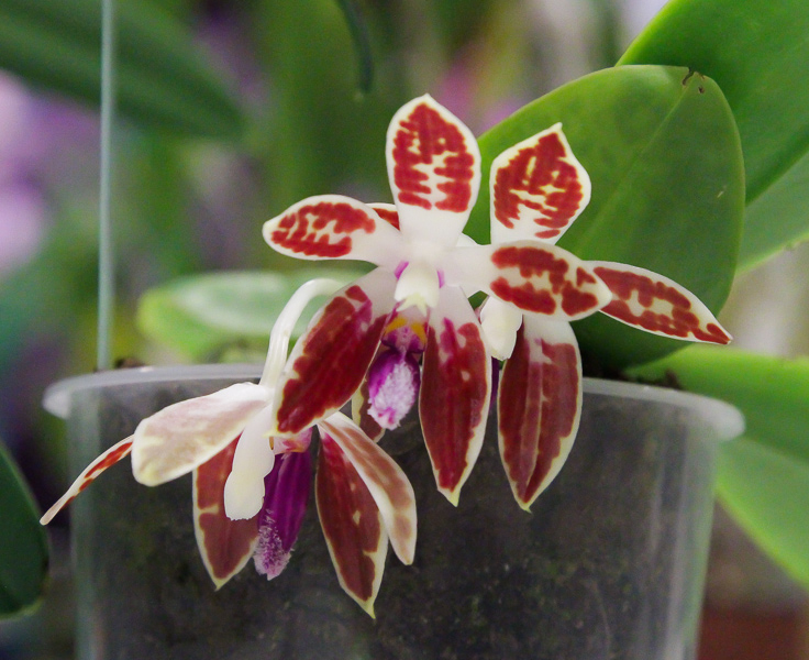 Phalaenopsis corningiana