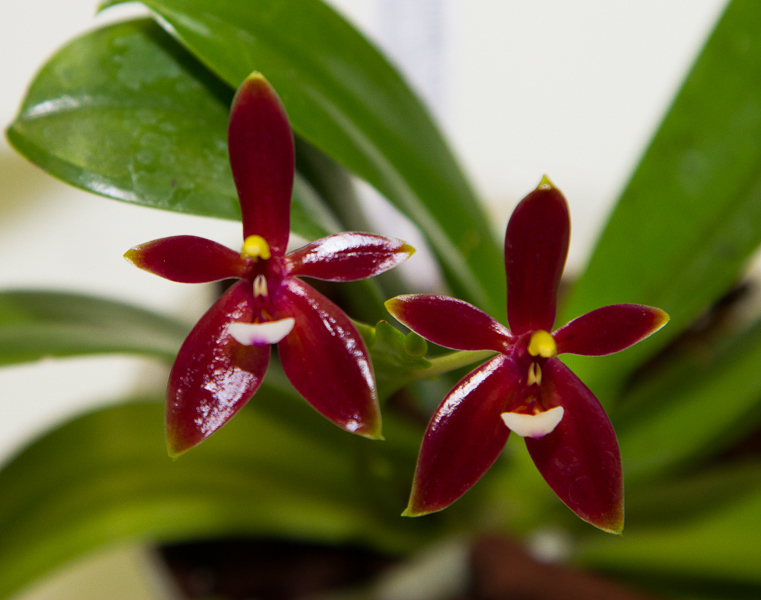 Phalaenopsis cornu-cervi