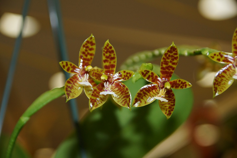 Phalaenopsis cornu cervi