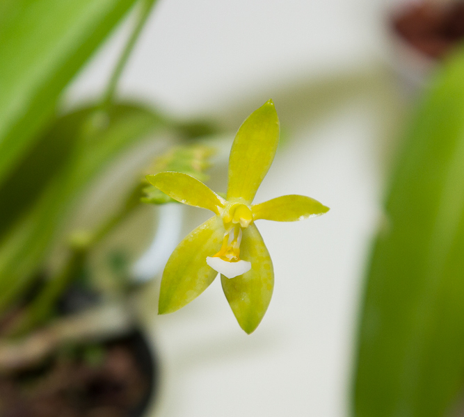 Phalaenopsis cornu cervi var. alba