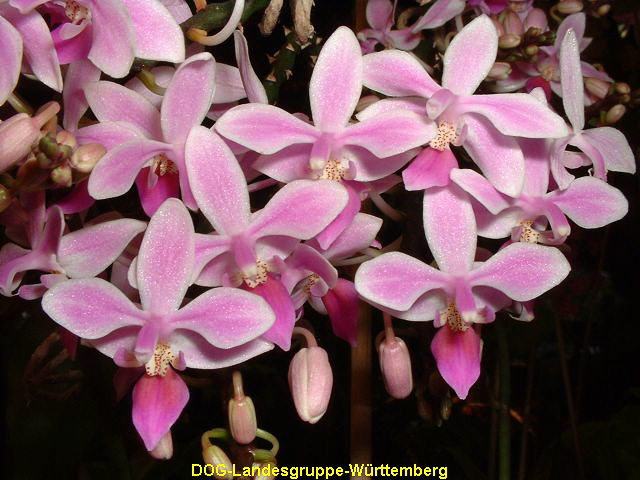 Phalaenopsis equestris
