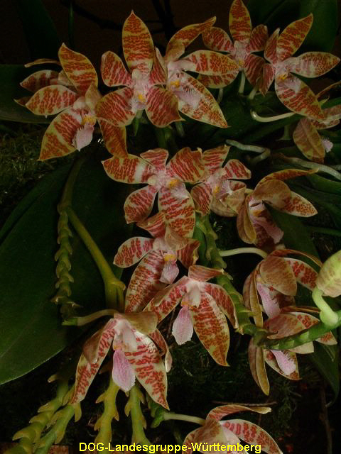 Phalaenopsis hieroglyphica
