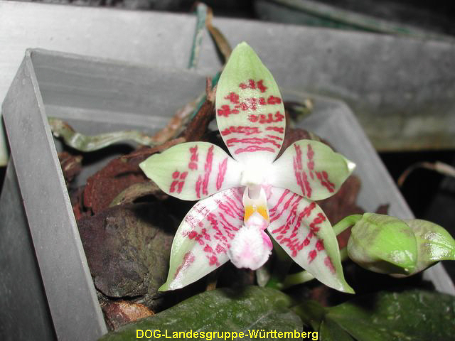 Phalaenopsis inscriptiosinensis