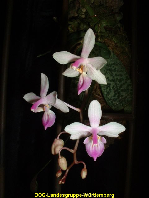 Phalaenopsis lindenii