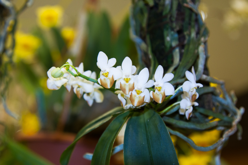 Phalaenopsis lobbii