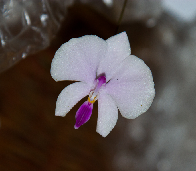 Phalaenopsis lowii