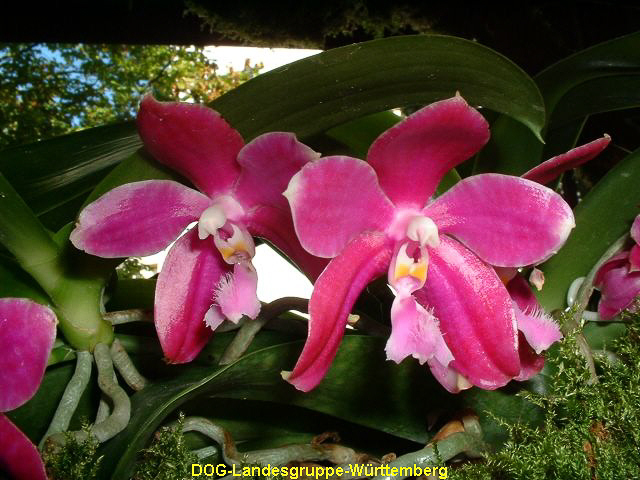 Phalaenopsis pulchra x hieroglyphica
