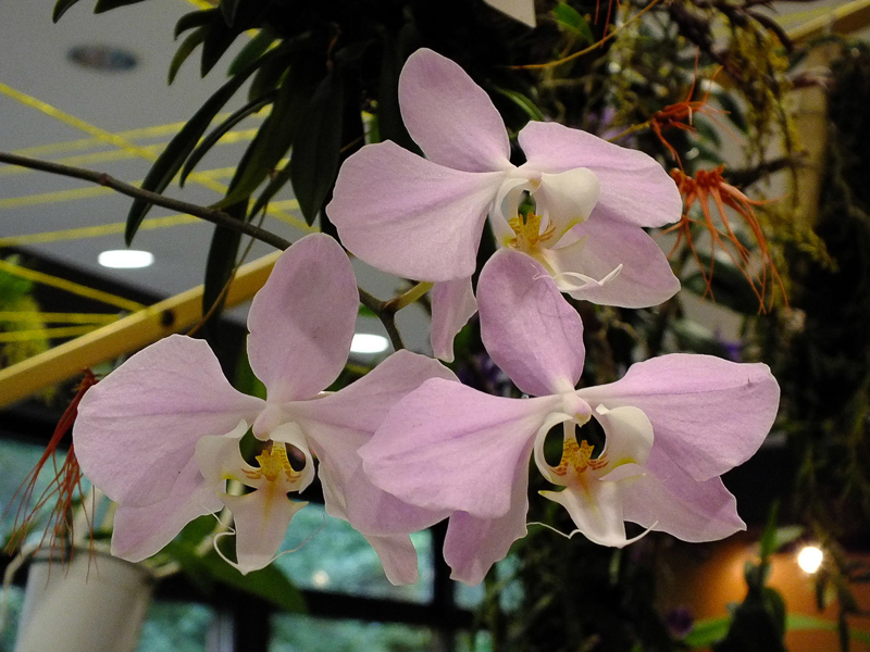 Phalaenopsis sanderiana