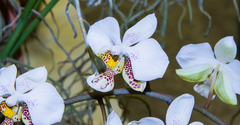 Phalaenopsis stuartiana