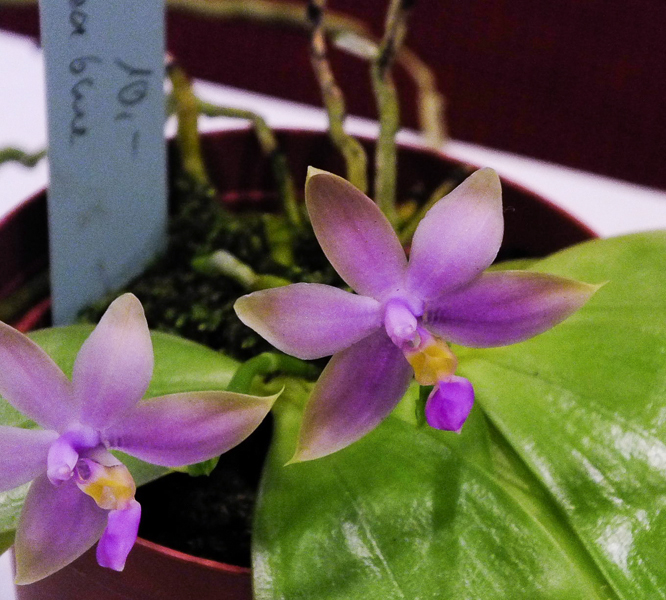 Phalaenopsis violacea