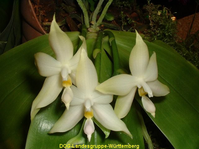 Phalaenopsis violacea alba