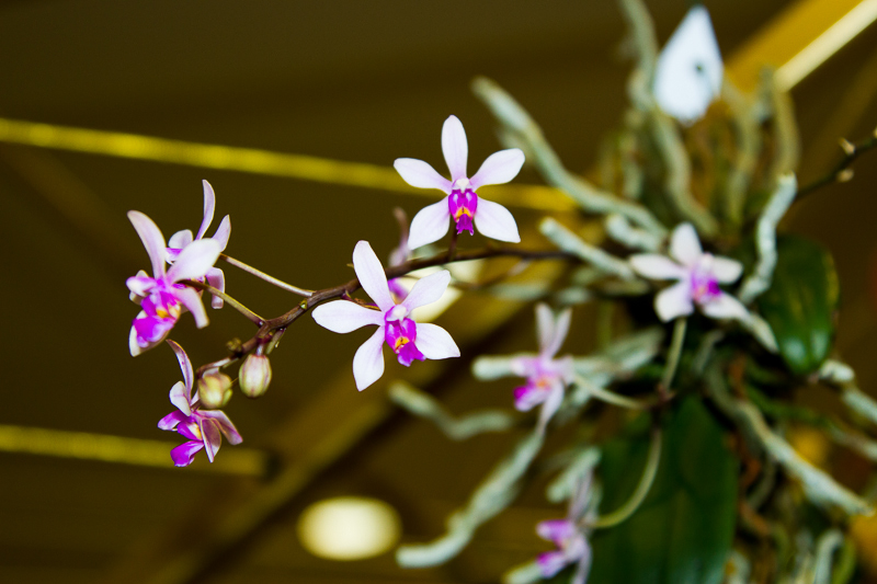 Phalaenopsis wilsonii
