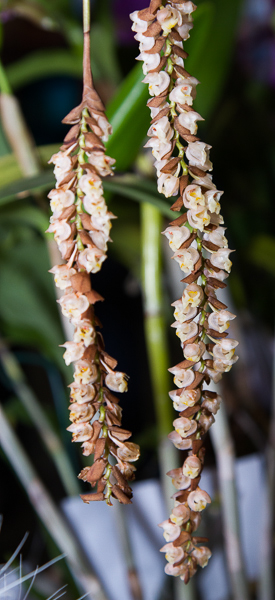 Pholidota imbricata
