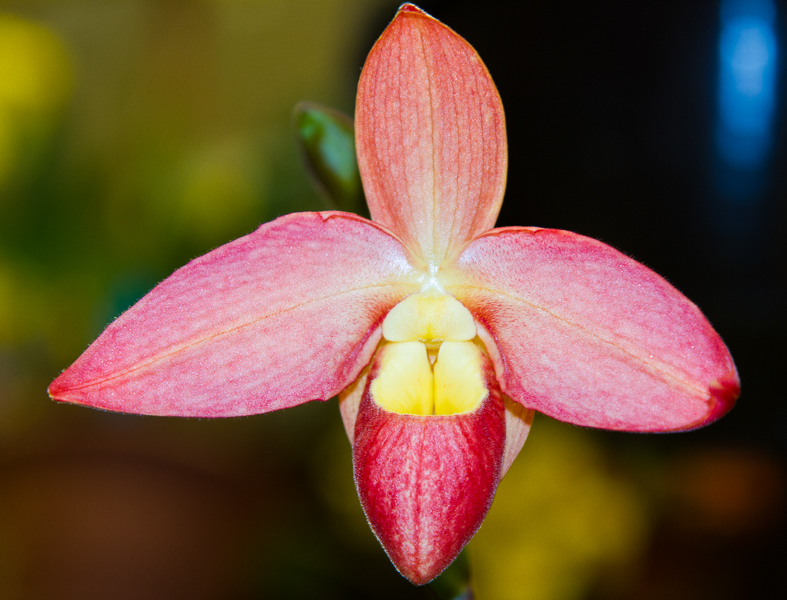 Phragmipedium Memoria Dick Clements