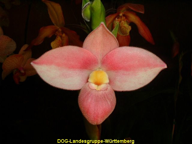 Phragmipedium Saint Ouen