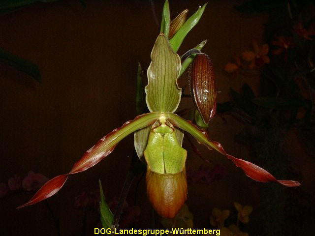 Phragmipedium Sorcerers Apprentice
