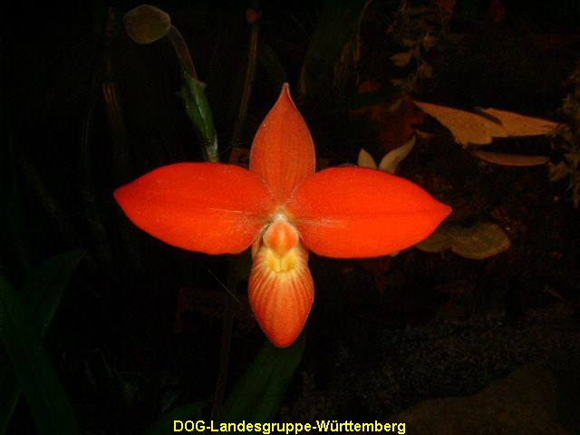 Phragmipedium bessae