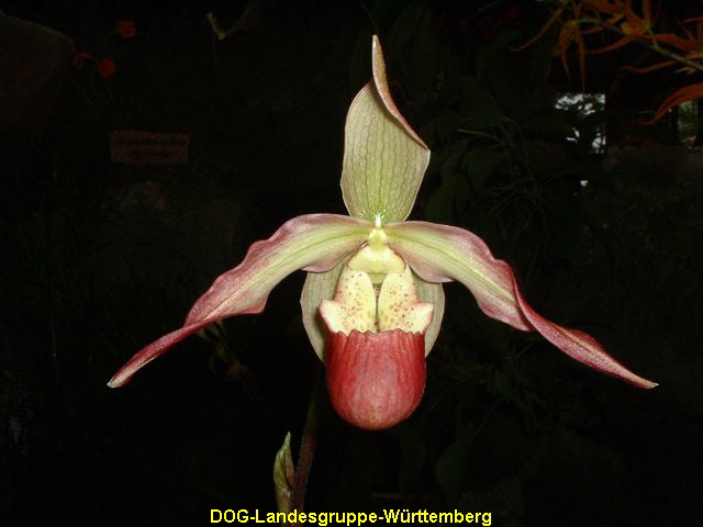 Phragmipedium cardinale