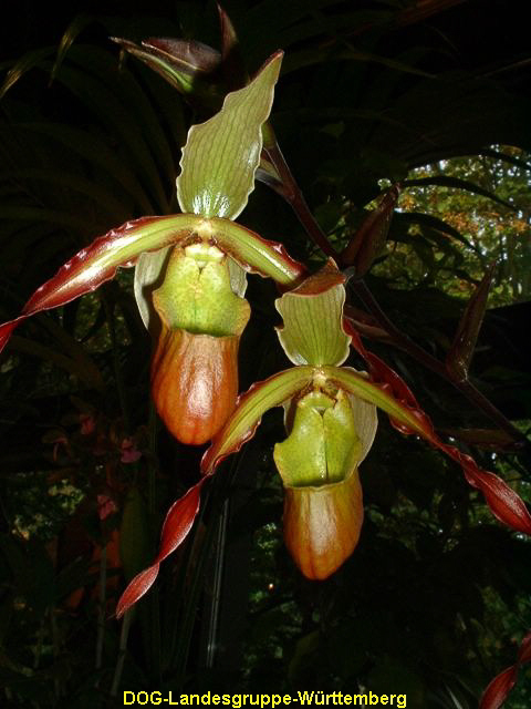 Phragmipedium longifolium