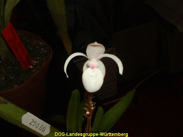 Phragmipedium mexipedilo