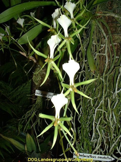 Plectrelminthus caudatus